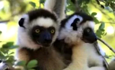 Animalele au venit cu pluta in Madagascar