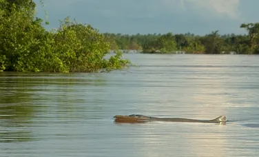 Dispar delfinii Irrawaddy: mai trăiesc doar 85 de exemplare! (VIDEO)