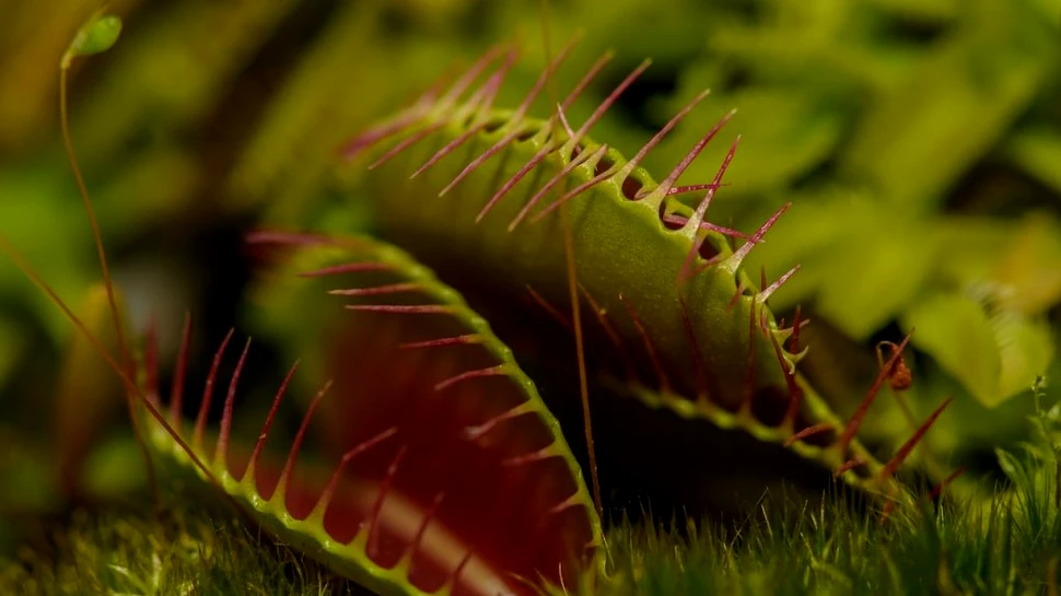 Cum au devenit carnivore unele specii de plante. Anomalia genetică din urmă cu 70 de milioane de ani