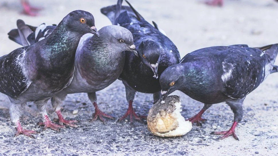 Cum își aleg animalele conducătorii: Specia care poate organiza chiar și lovituri de stat