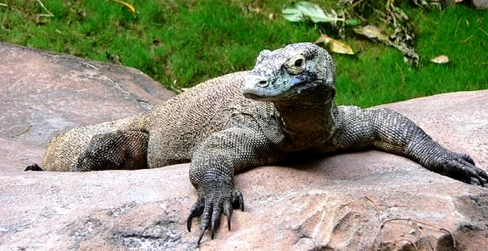 Dragonul de Komodo e originar din Australia
