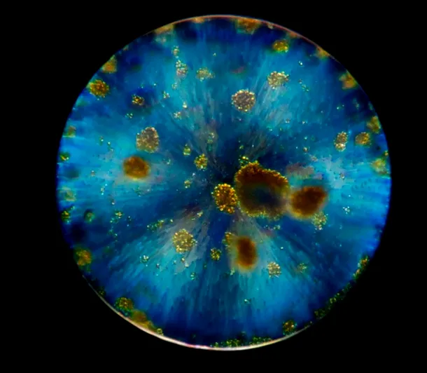 Diatom Bacillariophyta - North Pacific/ Foto: Luis Gutierrez Heredia - UCD - Tara Oceans - 2011