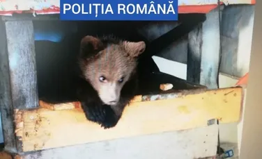 Pui de urs, ținut în captivitate de un bărbat din Borșa. Ministrul Mediului spune că este „un act de cruzime”