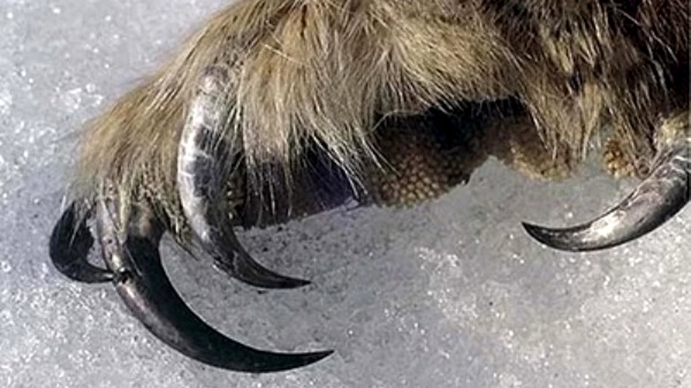 Chihuahua care a supravietuit atacului unei bufnite