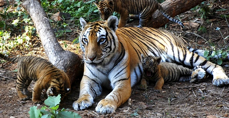 Comandourile indiene, ultima şansă de supravieţuire a tigrilor