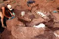 Paleontologii au descoperit fosilele celui mai vechi titanosaur. Făcea parte din grupul celor mai mari dinozauri care au pășit pe Terra