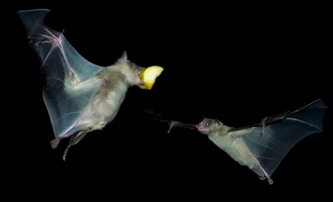 Filmări uimitoare dezvăluie modul în care zboară liliecii (VIDEO)