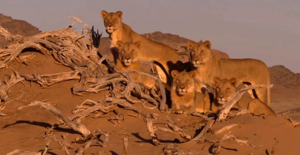 ”Cei Trei Muşchetari”, cei mai celebri lei din Namibia, au fost omorâţi de către un fermier