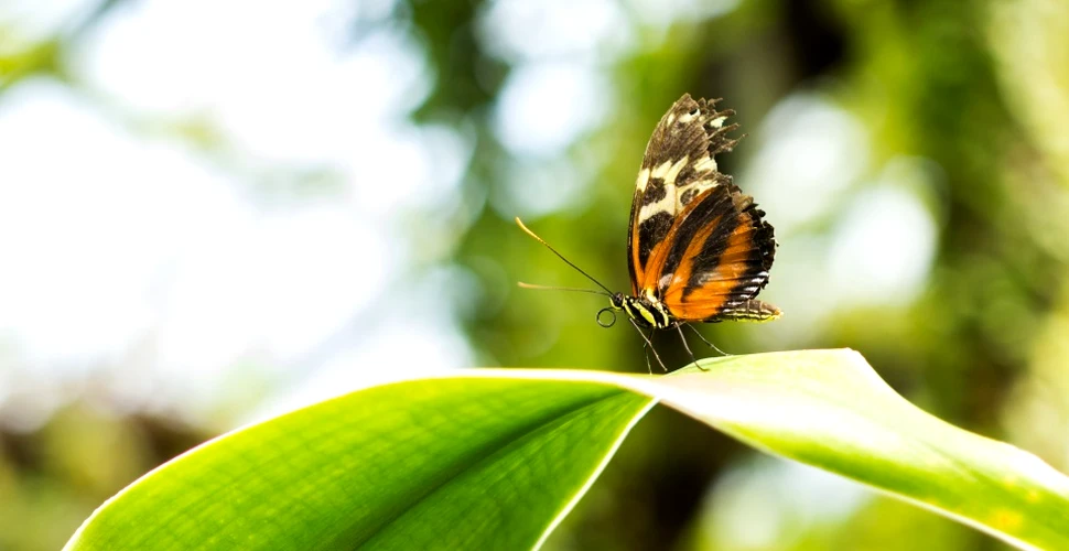 Adevărata amploare a declinului dramatic al populaţiilor de insecte din pădurile tropicale a fost scoasă la iveală