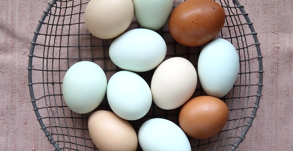 De ce fac unele găini ouă albastre?