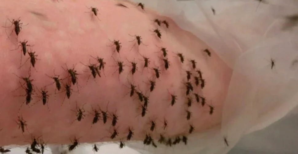 Un cercetător s-a lăsat mușcat de țânțari purtători de febră Dengue