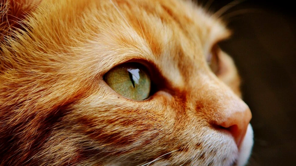 Un nou studiu dezvăluie modul în care animalele văd. În ce culori percep lumea?