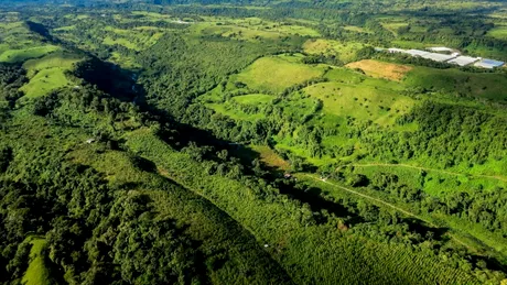 De ce copacii din pădurile tropicale din Panama își lungesc rădăcinile?