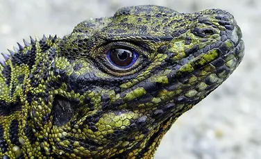 O creatură ce pare desprinsă din legende trăiește în zilele noastre