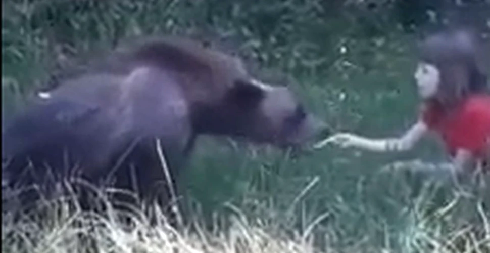 Imagini şocante filmate pe Transfăgărăşan: O fetiţă hrăneşte un urs din mână – VIDEO