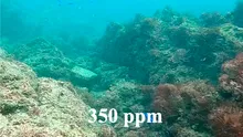 Acidificarea oceanelor distruge viața socială a peștilor de recif