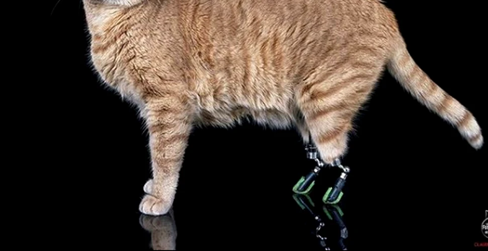 Vito, prima pisică bionică