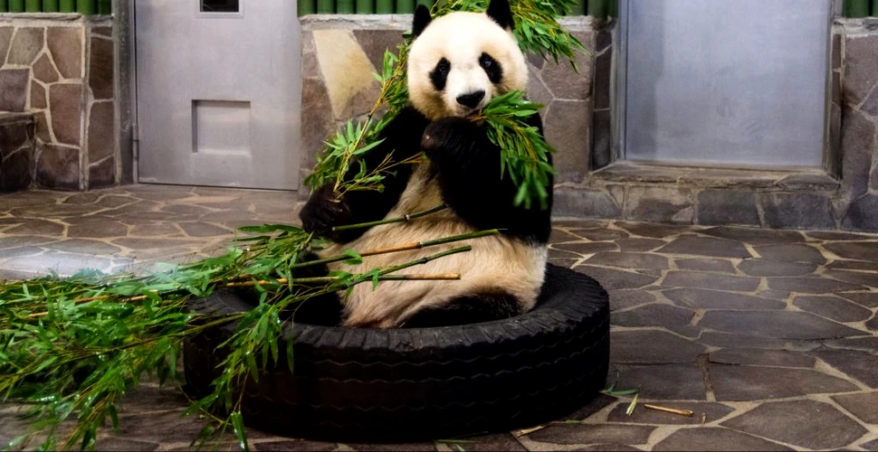 Un studiu ar putea explica de ce este ursul panda alb-negru