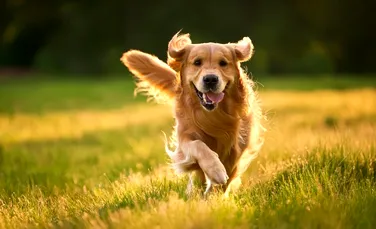 Un câine s-a întors cu bine acasă după o aventură de 36 de zile și 160 kilometri