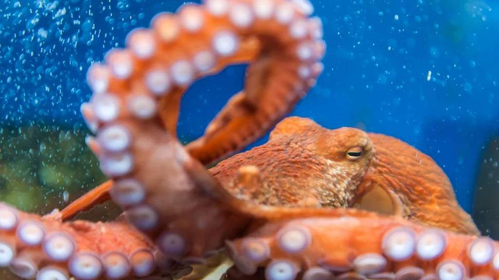Regatul Unit schimbă legislația: Caracatițele, homarii și crabii sunt ființe conștiente, capabile să simtă durere și plăcere