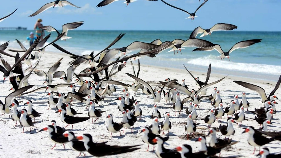 Aproape toate păsările marine vor ingurgita plastic până în 2050