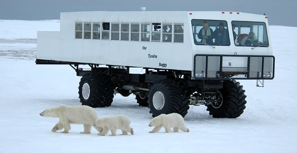 Urmăreşte cea mai mare adunare a urşilor polari, live, în HD! (VIDEO)