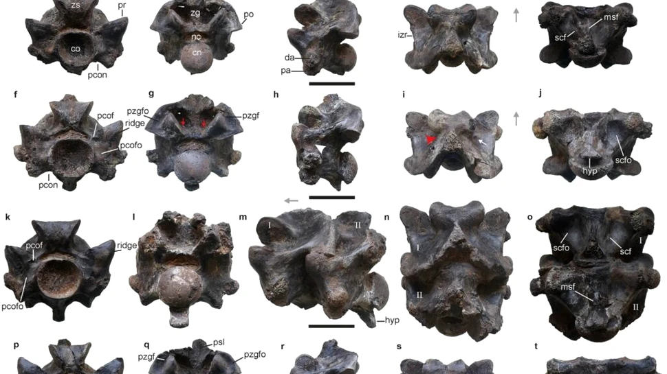 Un șarpe enorm din India antică era mai lung decât un autobuz