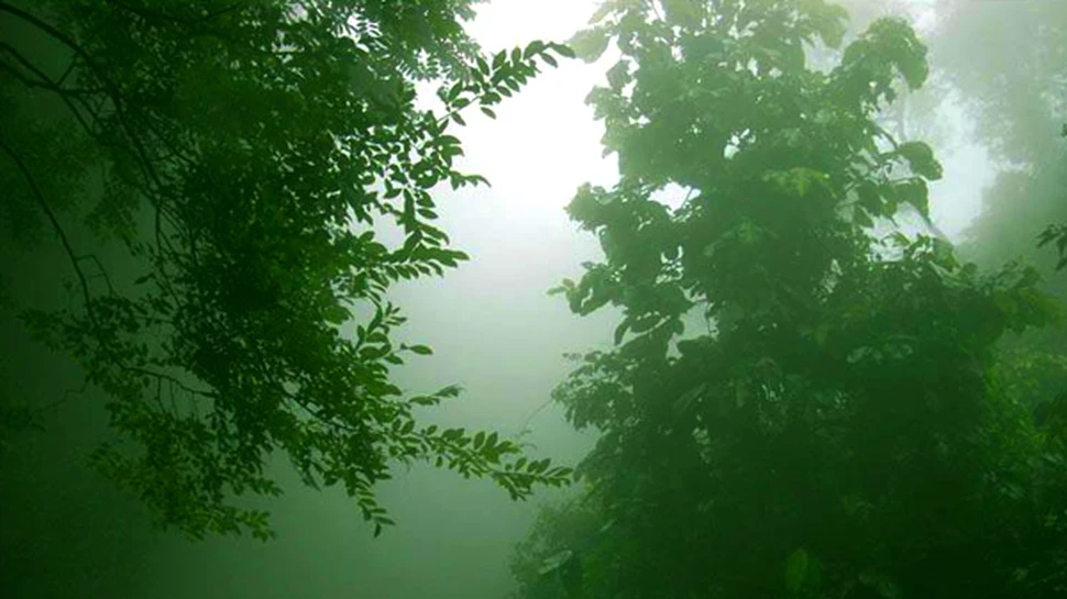 India investeste sume imense de bani in programe de reimpadurire