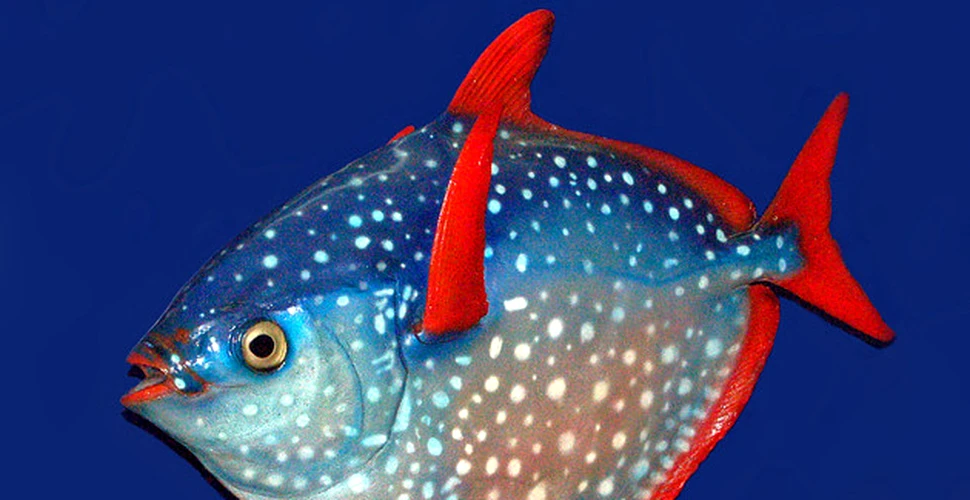 Descoperire spectuloasă. Acest peşte este unic în lume