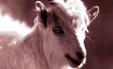 Cercetatorii chinezi au clonat capra “de casmir”