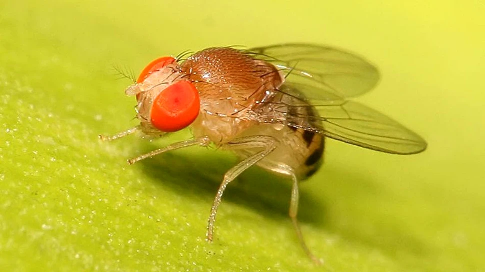 Ritualurile de împerechere au un rol în sănătatea genetică a urmaşilor