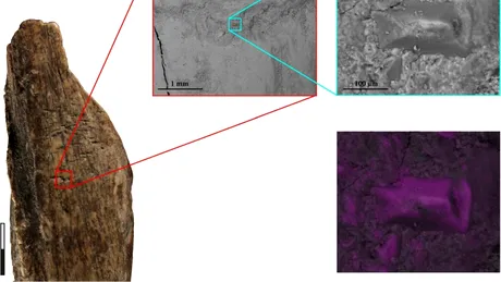 Acum 130.000 de ani, neanderthalienii refoloseau oasele de leu de peșteră drept „unelte multifuncționale”