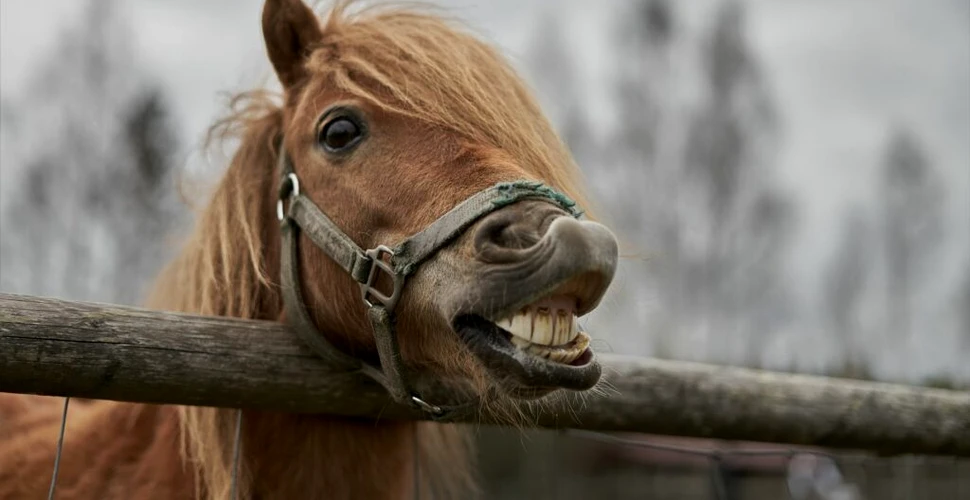 Suferă și animalele de probleme de sănătate mintală?