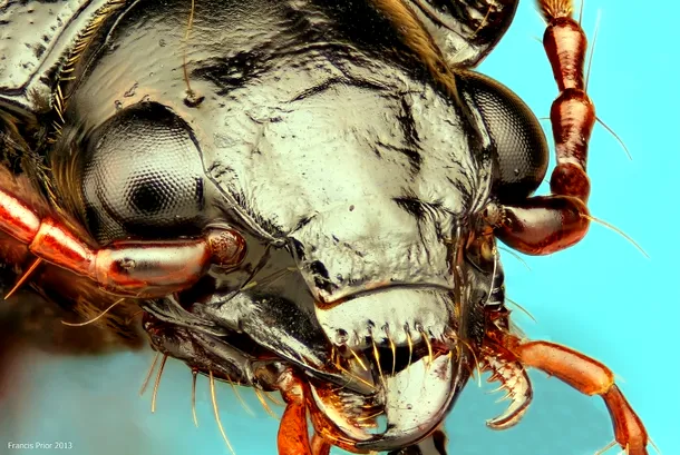Portrete neobişnuite: un fotograf surprinde uimitoarele chipuri ale păianjenilor şi insectelor
