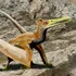 O fosilă de pterozaur unică, veche de 90 de milioane de ani, a fost descoperită în Japonia
