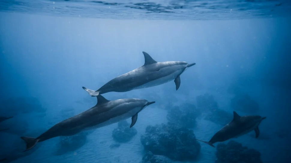 Nici curenții din adâncurile oceanelor nu scapă de efectele schimbărilor climatice