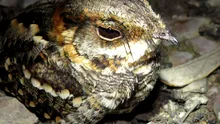 Cercetătorii au descoperit o specie de pasăre care „bate din palme”