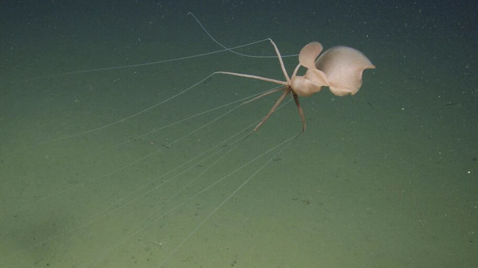 O specie misterioasă a fost observată la mii de metri adâncime în Pacific