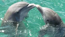 Delfinii au ajuns să „țipe” pentru a face față poluării fonice cauzate de om