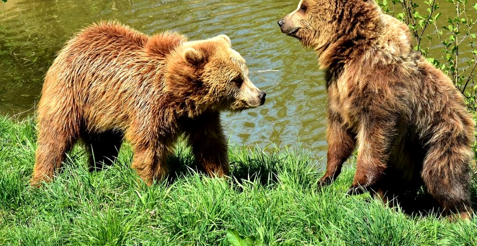 Invazie de urși în zonele locuite și turistice din munți. Animalele vin la cafea și la masă