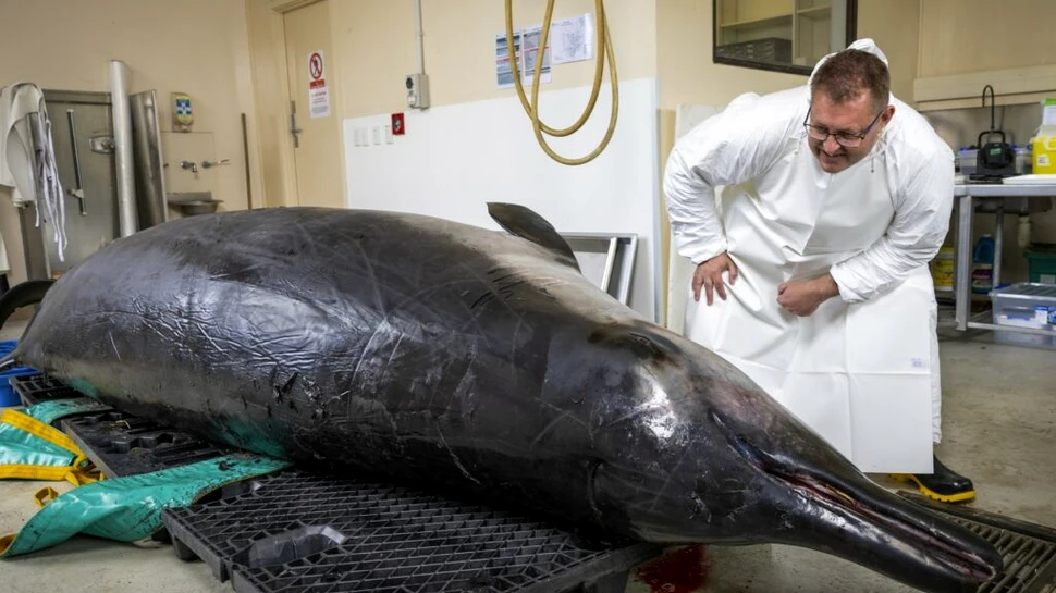 Ce au descoperit cercetătorii după ce au disecat pentru prima dată cea mai rară balenă din lume