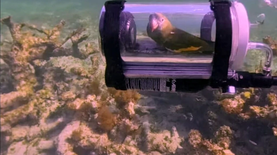 Un bărbat a creat un mic submarin pentru ca papagalul său poată privi viața de sub apă