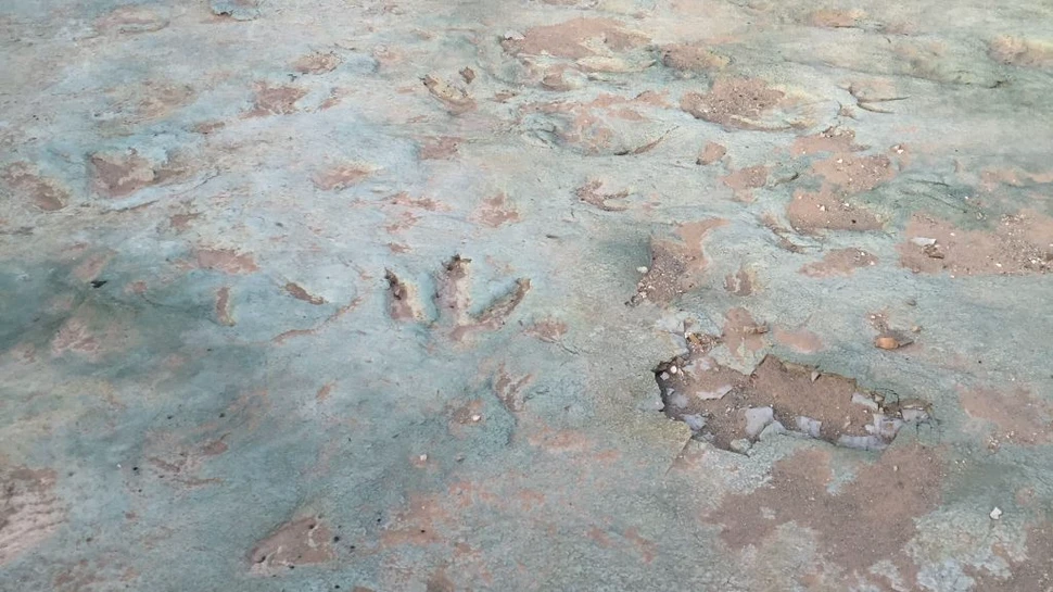 Urme de dinozauri vechi de 112 milioane de ani, distruse de un utilaj de construcție