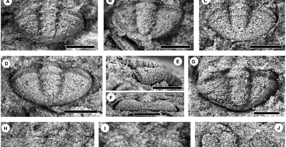 10 noi specii de fosile de trilobiți, descoperite în cenușă vulcanică