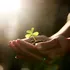 Oamenii de știință au descoperit că plantele „țipă” atunci când sunt stresate