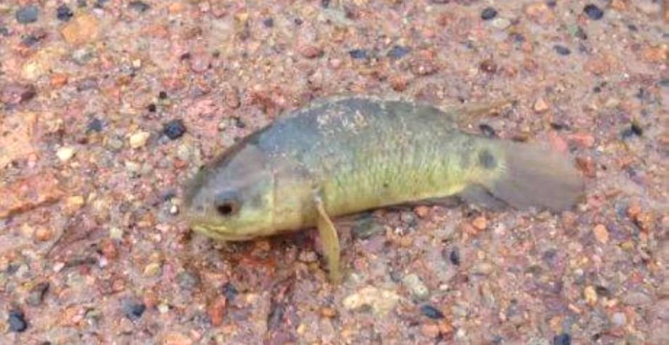 Acest biban care poate trăi până la şase zile pe uscat ameninţă ecosistemul australian – VIDEO