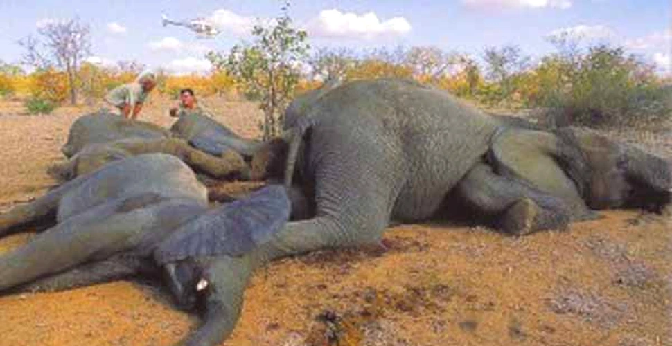 Africa de Sud va permite uciderea elefantilor