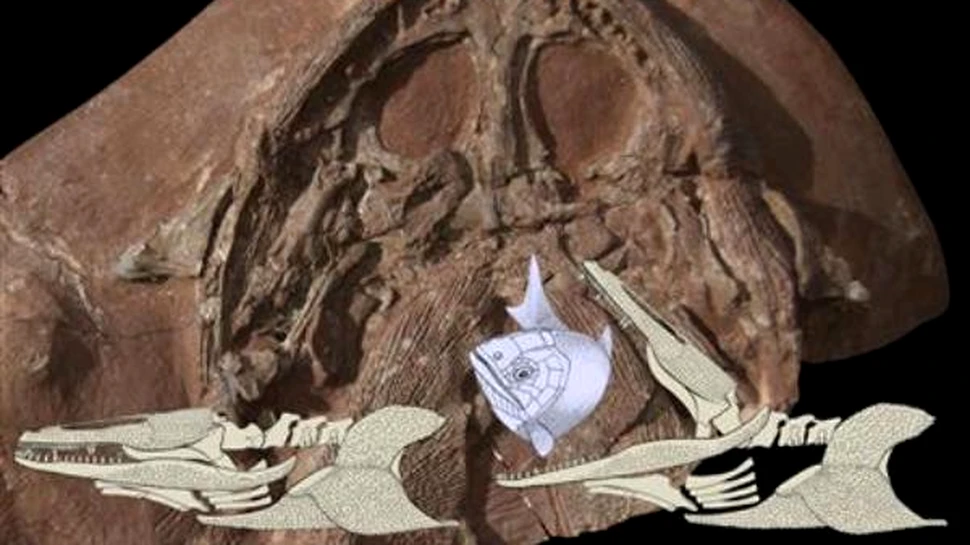 Enigmaticii amfibieni preistorici isi dezvaluie secretele