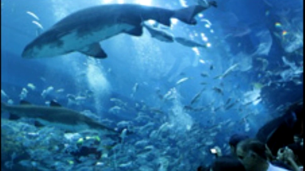 Atentie! Se crapa acvariul cu rechini!