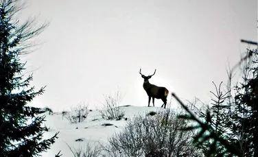 VIDEO. Imagini spectaculoase cu doi cerbi şi o ciută, filmate în Parcul Naţional Călimani